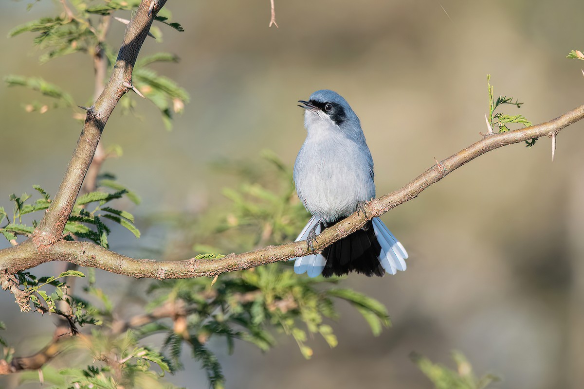 Masked Gnatcatcher - ML621007386