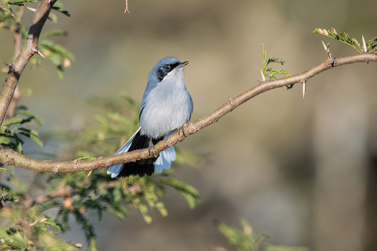 Masked Gnatcatcher - ML621007387