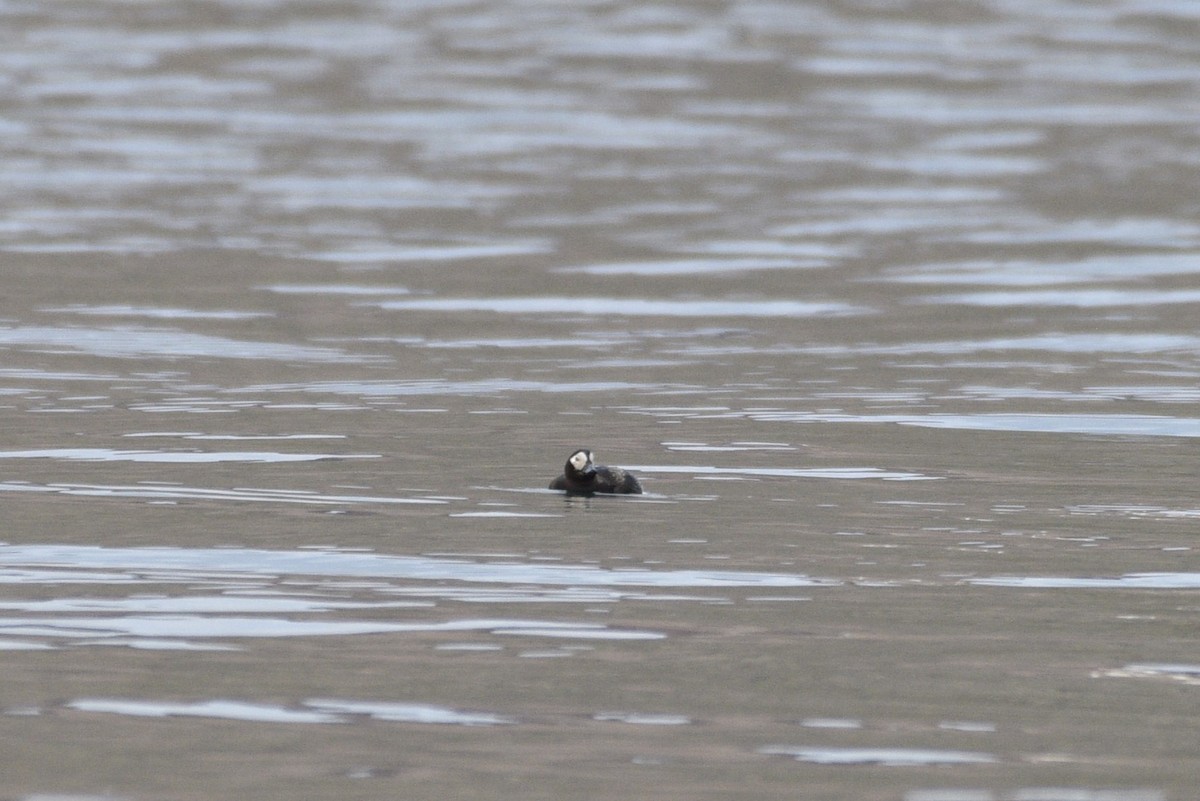 Long-tailed Duck - ML621007397