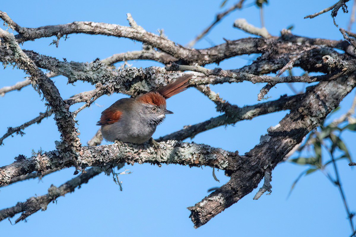 Sooty-fronted Spinetail - ML621007405