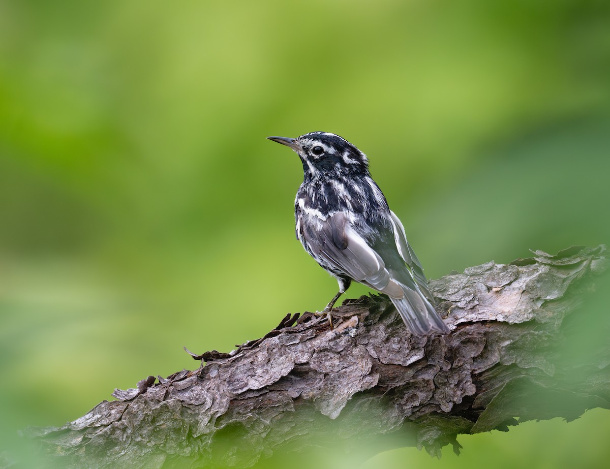 Black-and-white Warbler - ML621007409