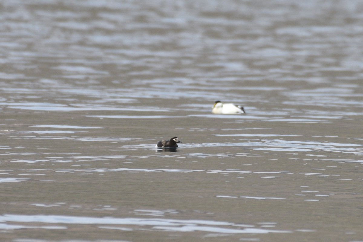 Long-tailed Duck - ML621007415