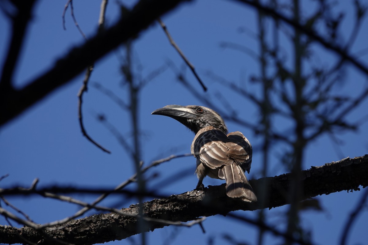 African Gray Hornbill - ML621007427