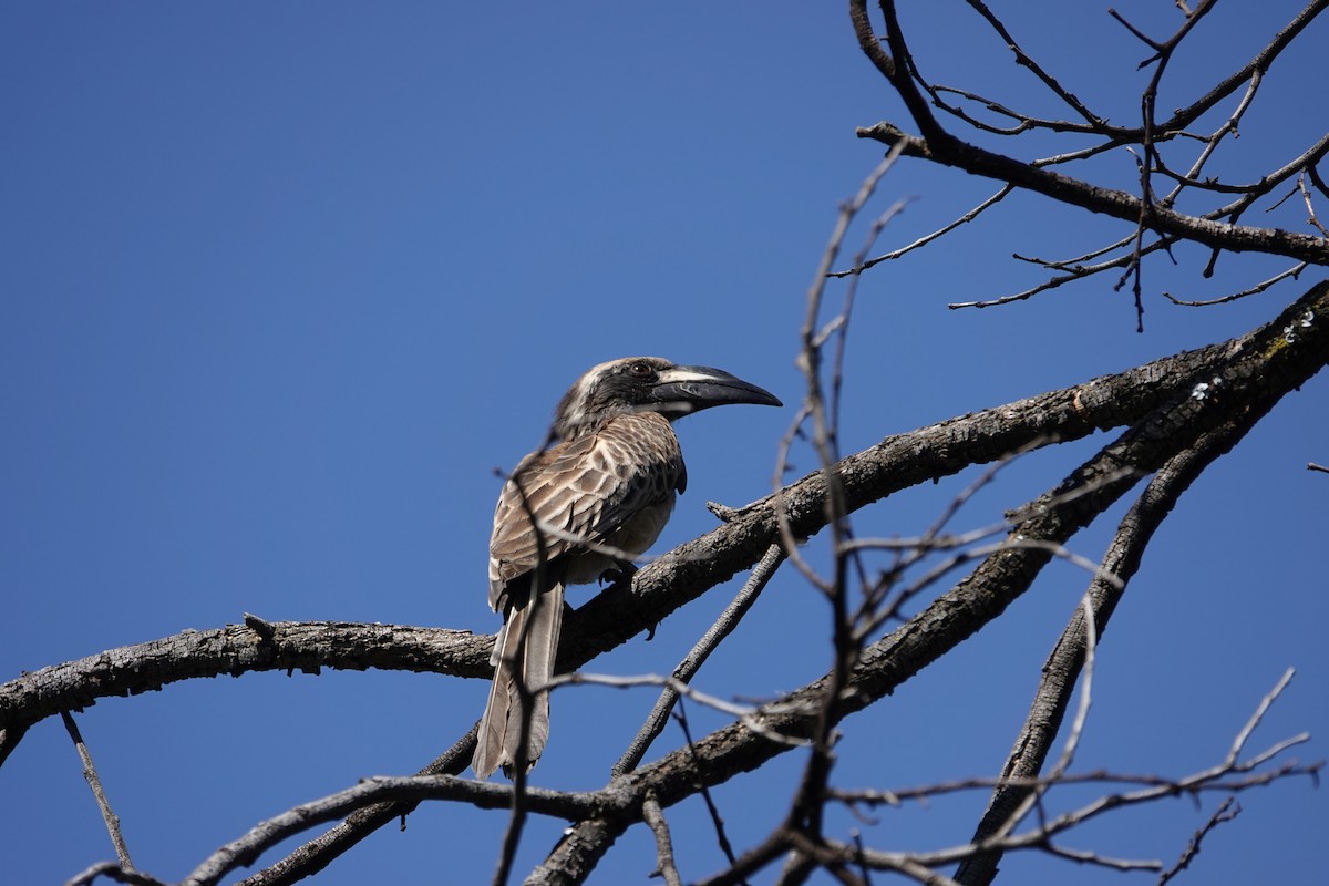 African Gray Hornbill - ML621007428