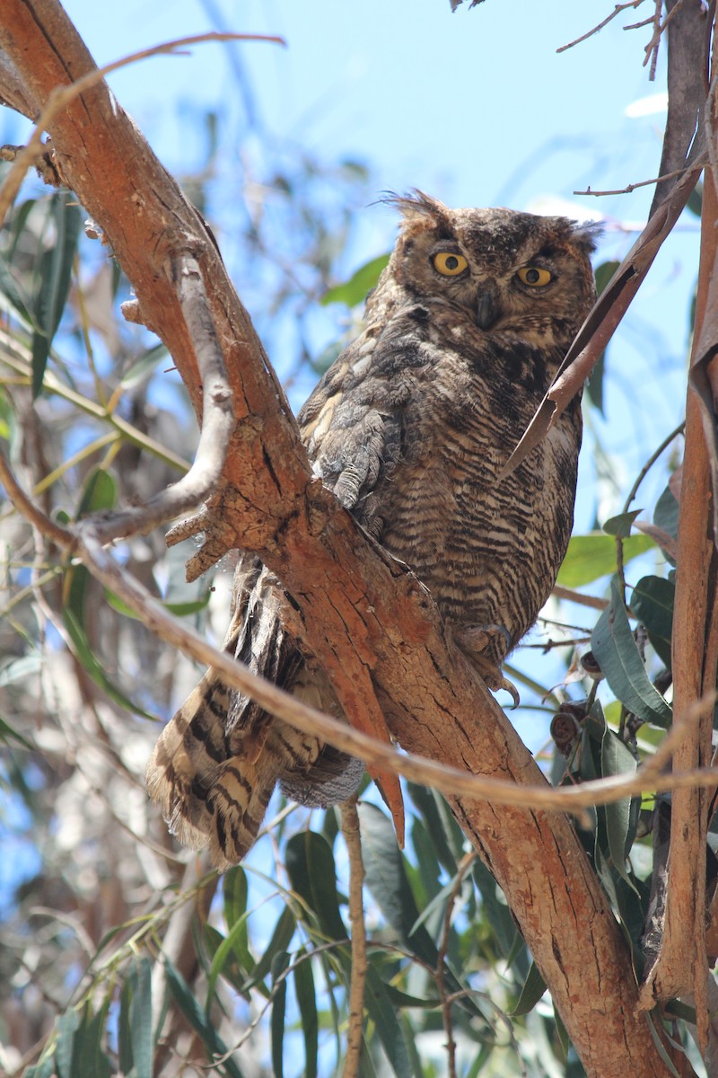 Great Horned Owl - ML621007439