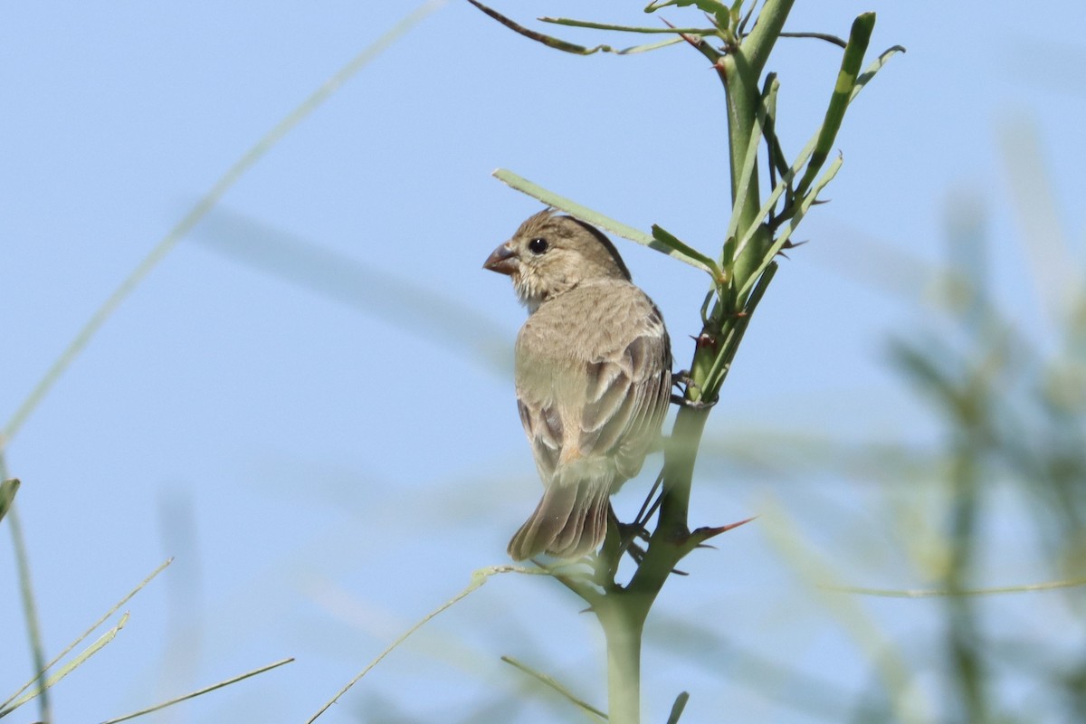 Ruddy-breasted Seedeater - ML621007445