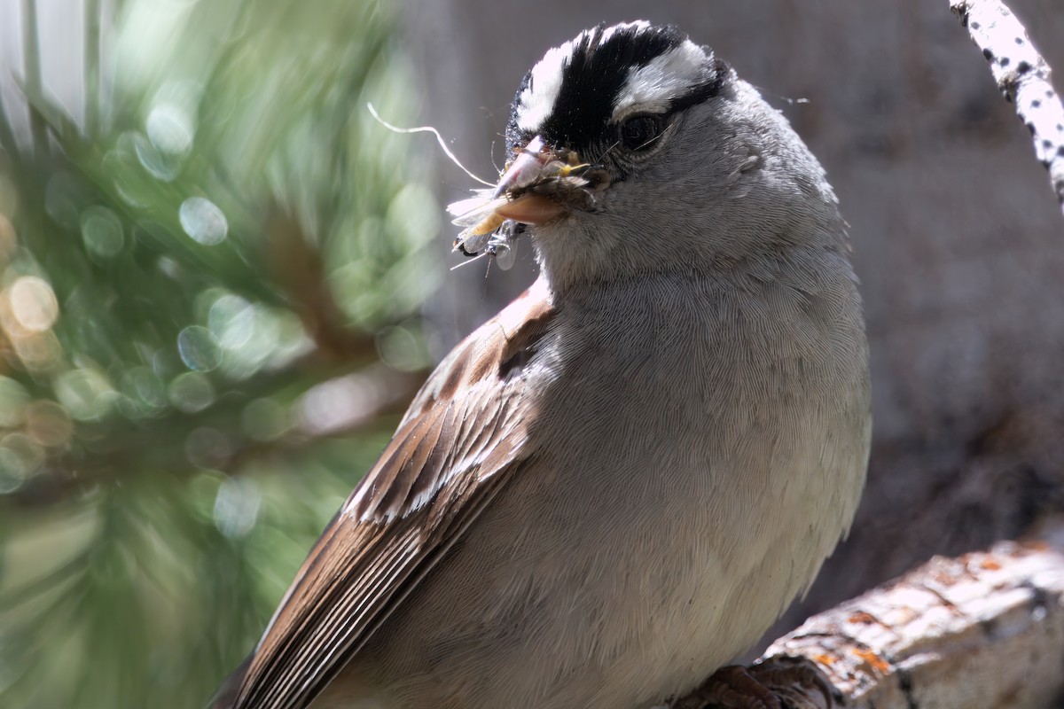 White-crowned Sparrow - ML621007502