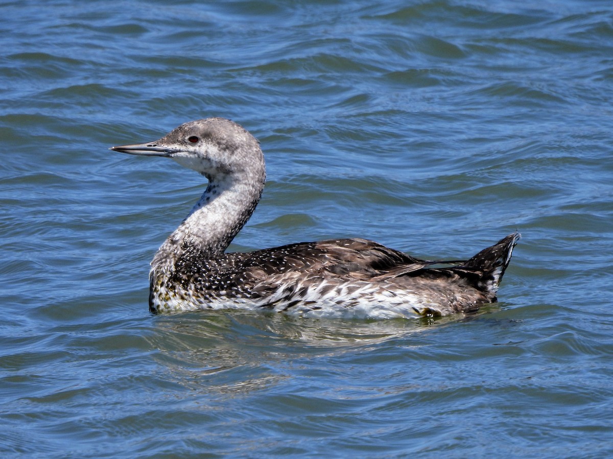 Red-throated Loon - ML621007516