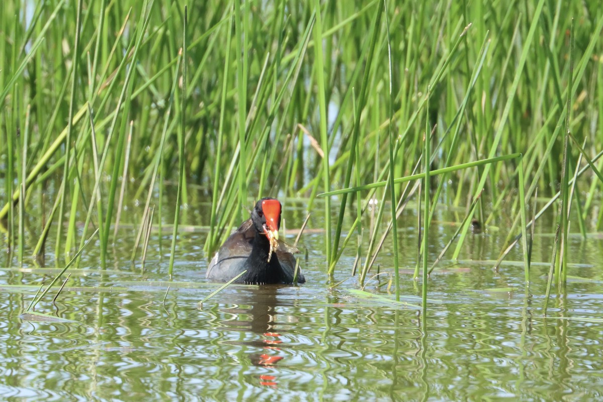 Common Gallinule - ML621007530