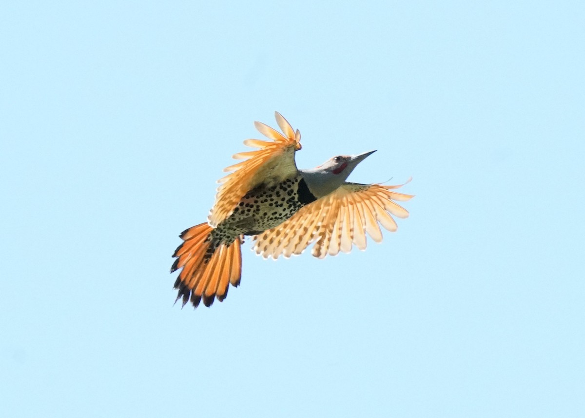 Northern Flicker - ML621007536