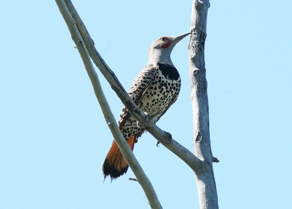 Carpintero Escapulario - ML621007539