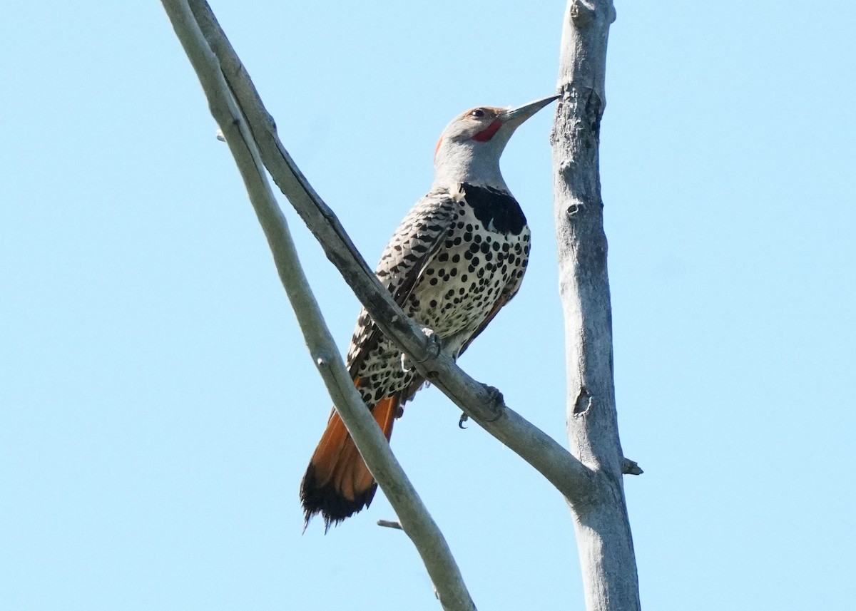 Northern Flicker - ML621007539