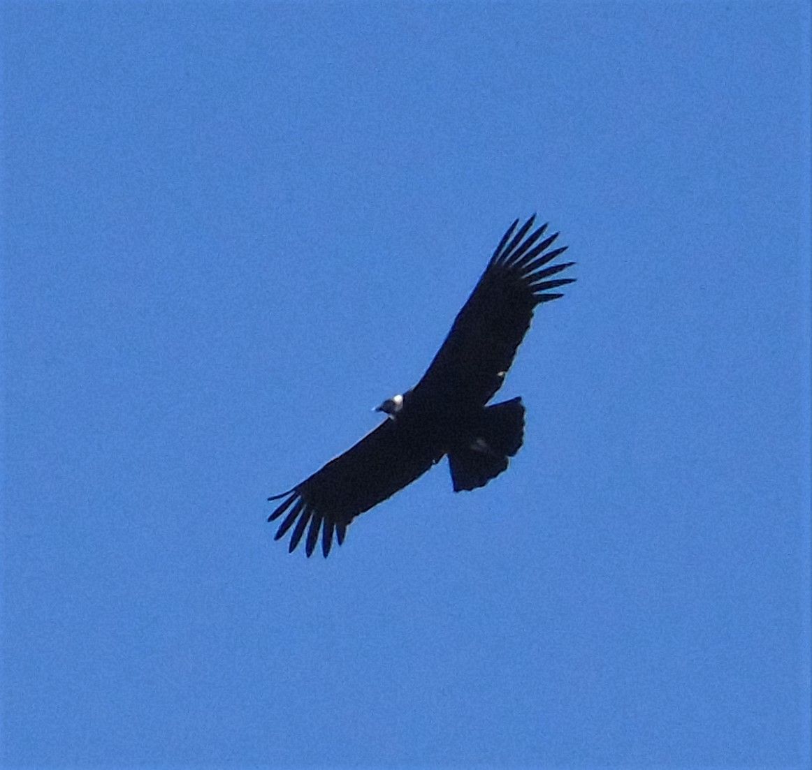 Condor des Andes - ML621007582