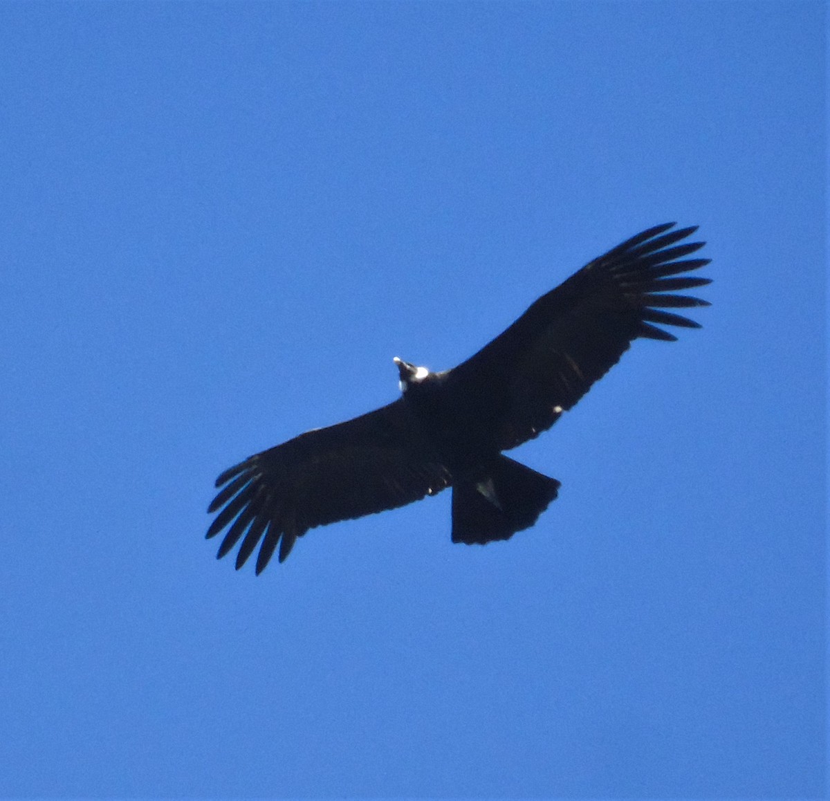 Condor des Andes - ML621007584