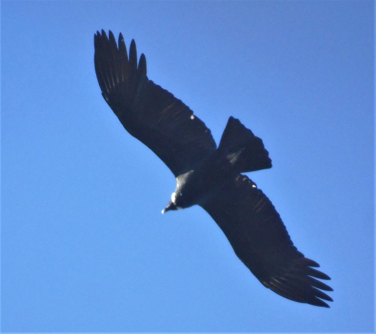 Condor des Andes - ML621007585