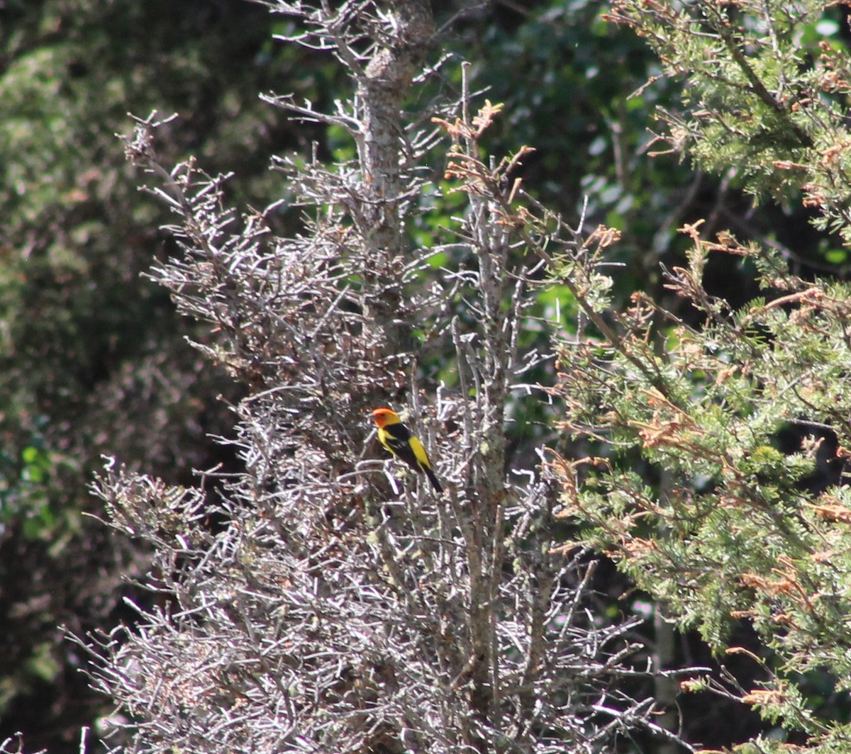 Western Tanager - ML621007594