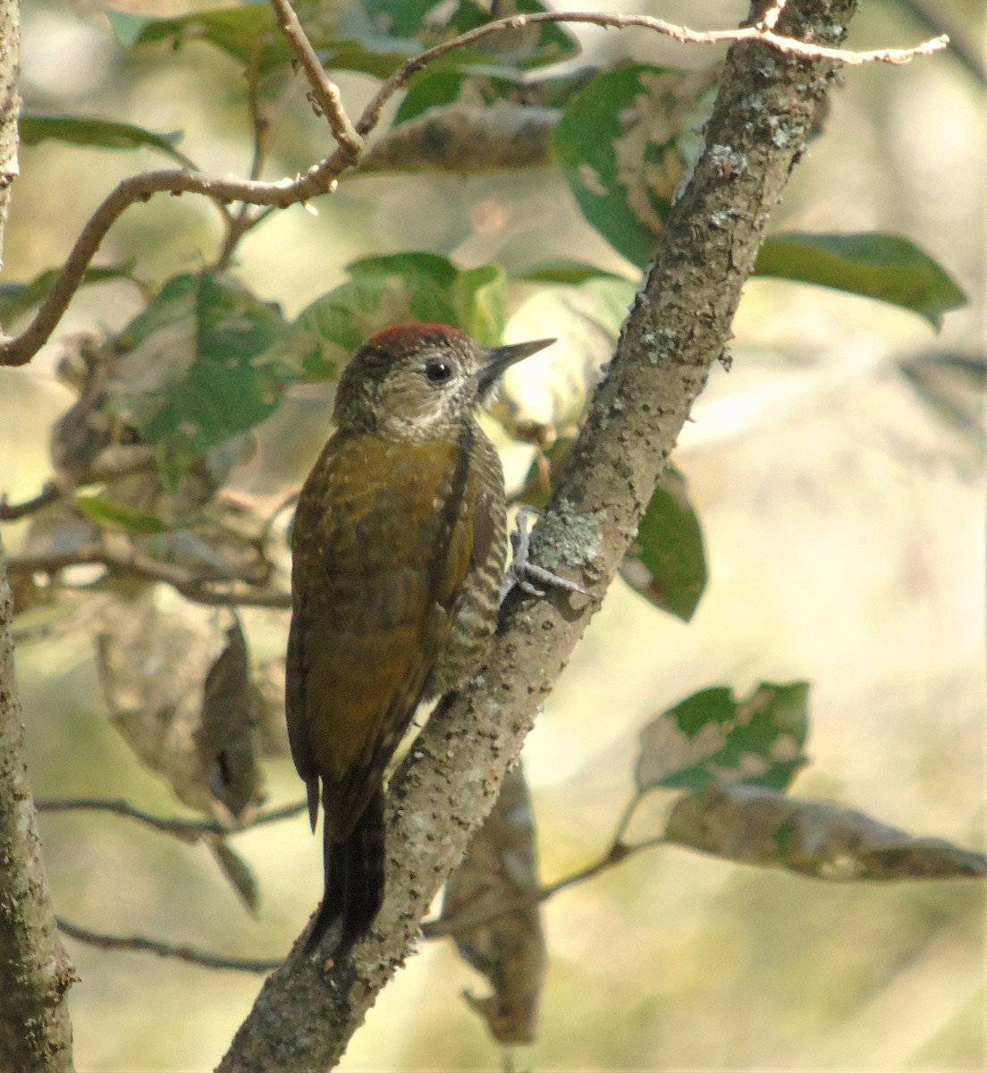 Dot-fronted Woodpecker - ML621007601