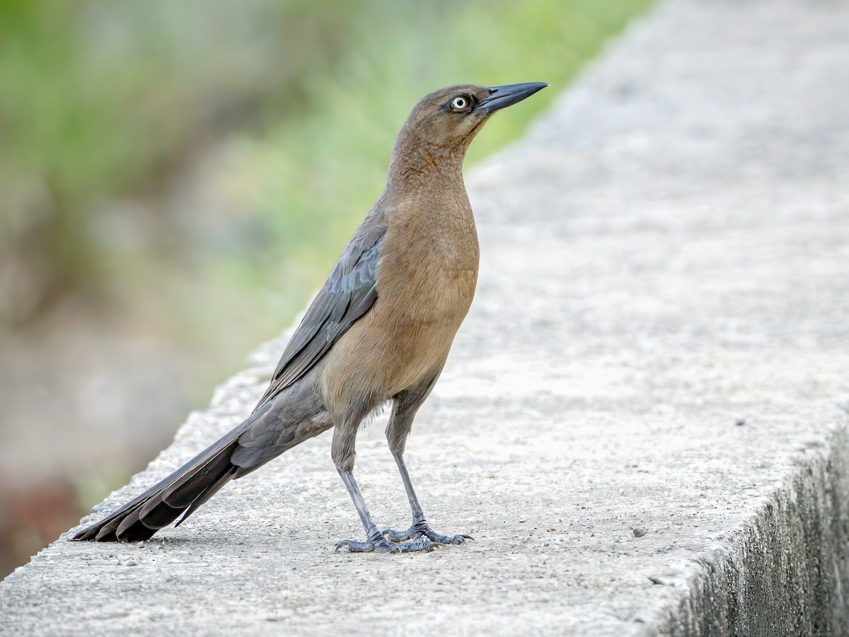 Great-tailed Grackle - ML621007605