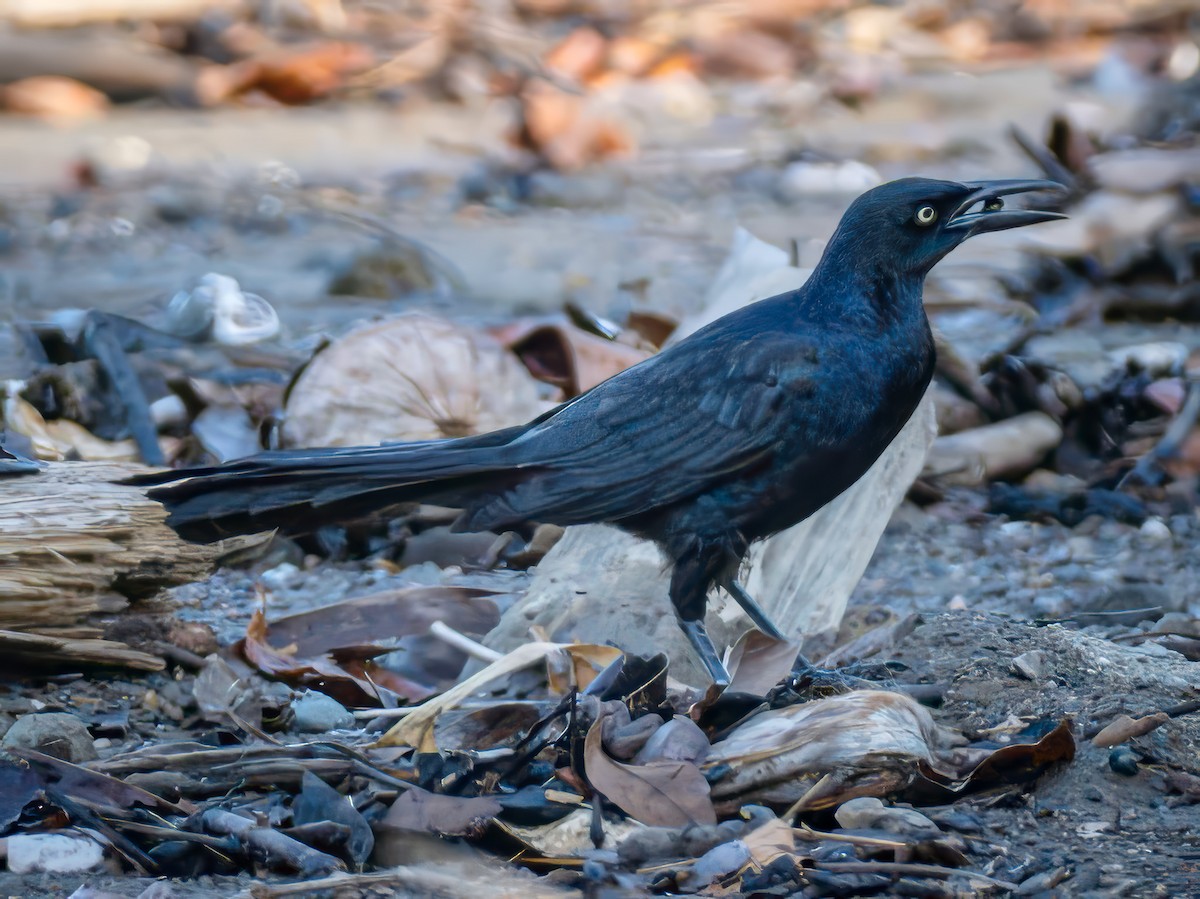 Great-tailed Grackle - ML621007606