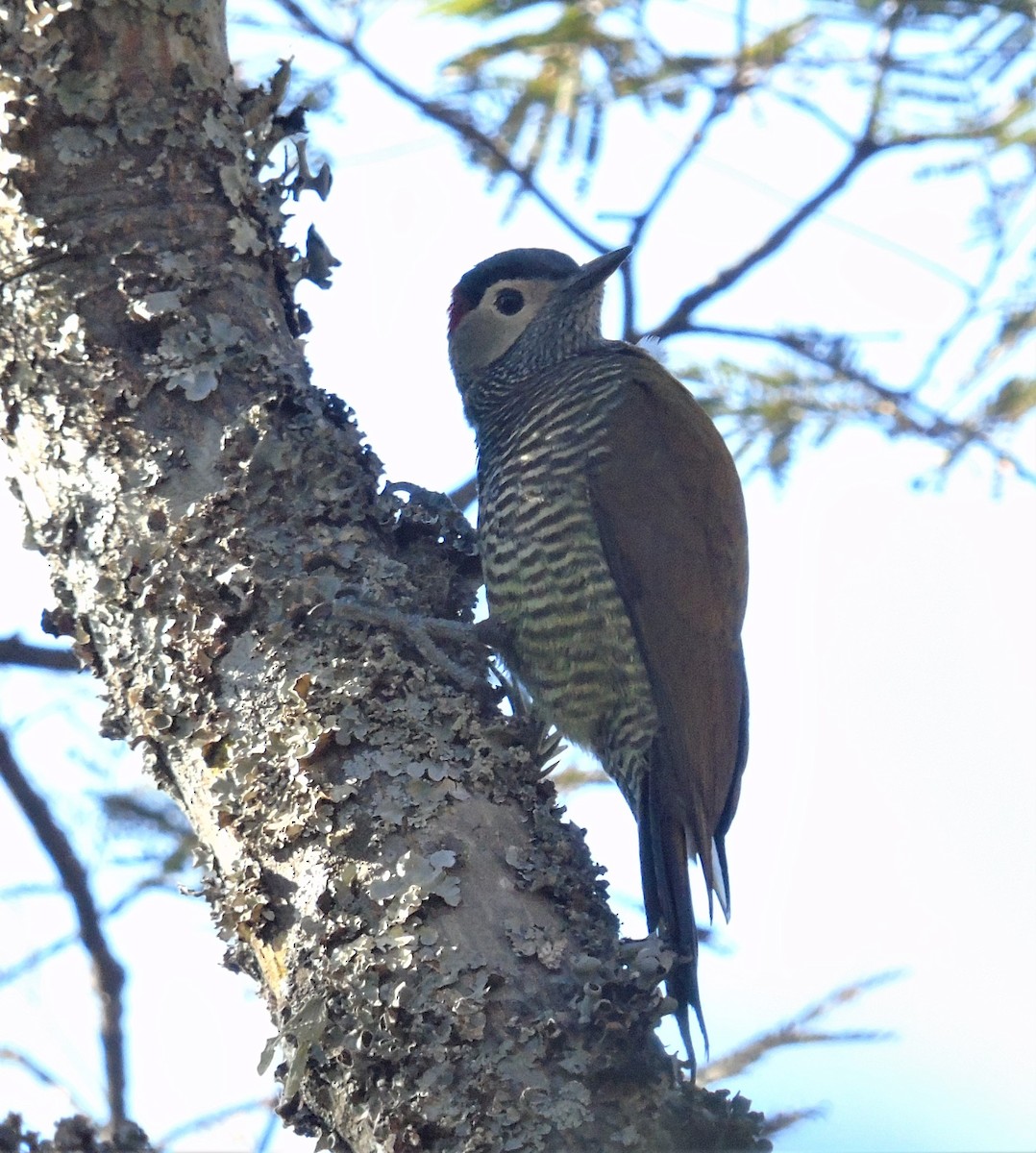 Golden-olive Woodpecker - Oliver Kohler