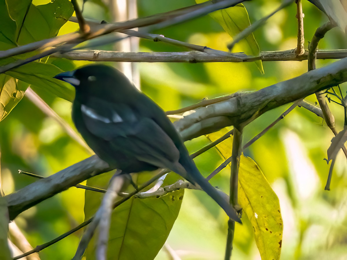 White-shouldered Tanager - ML621007631