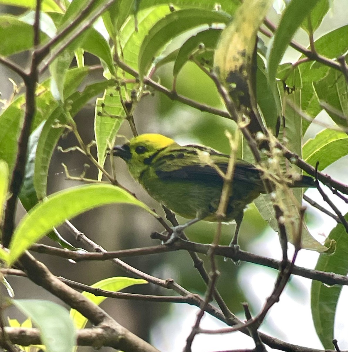 Emerald Tanager - ML621007639
