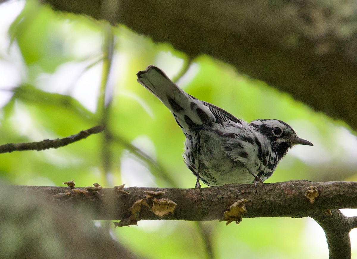 Black-and-white Warbler - ML621007645