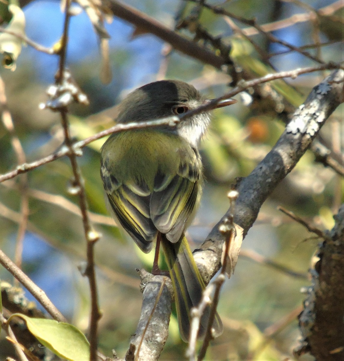 Pearly-vented Tody-Tyrant - ML621007672