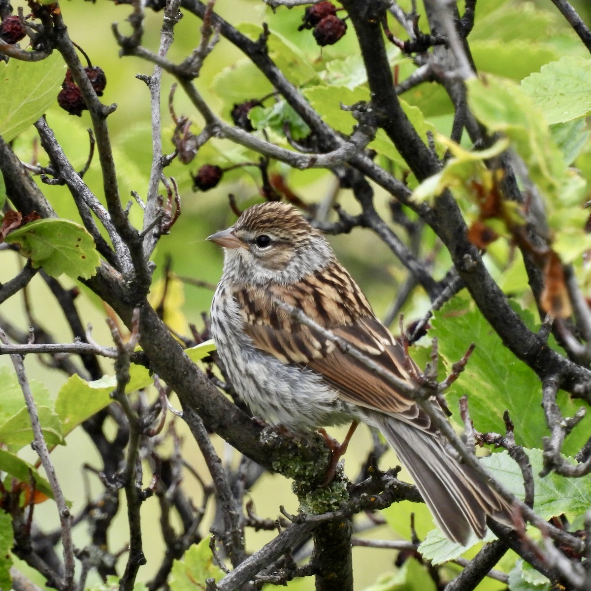 Chipping Sparrow - ML621007676