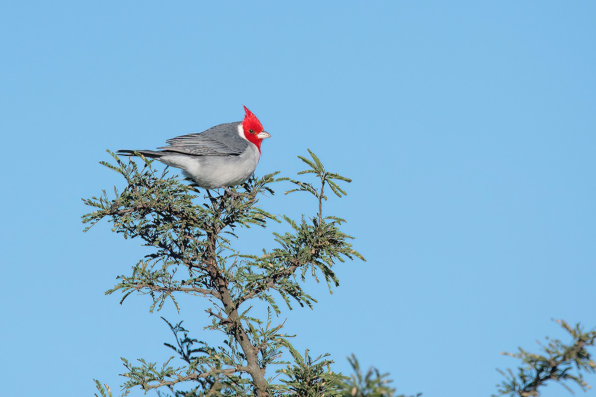 Red-crested Cardinal - ML621007681