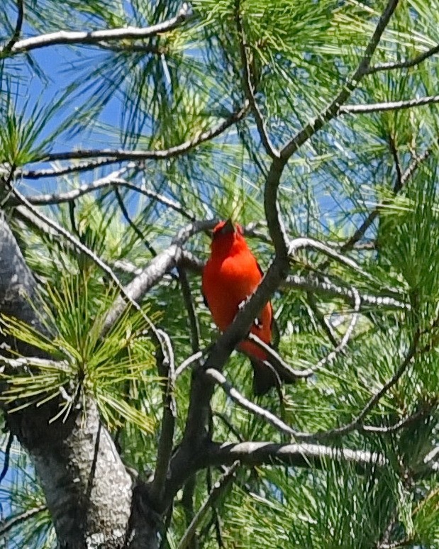 Scarlet Tanager - Barb and Lynn