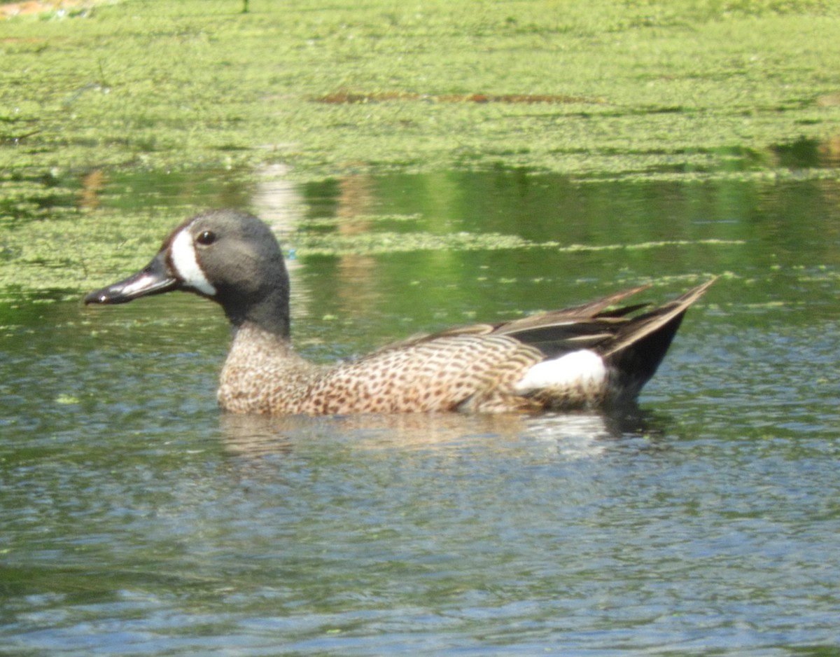Blue-winged Teal - ML621007721