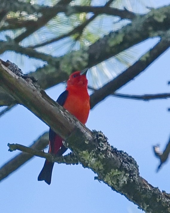 Scarlet Tanager - ML621007724