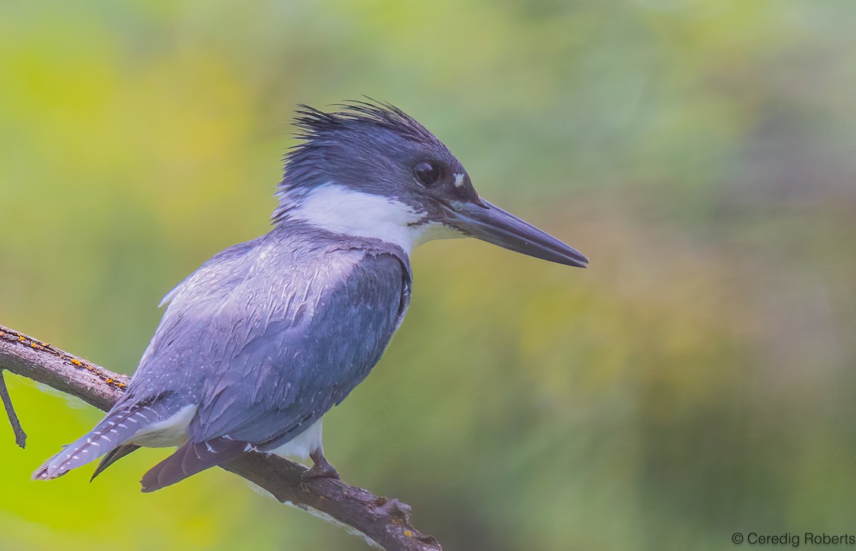 Belted Kingfisher - ML621007730
