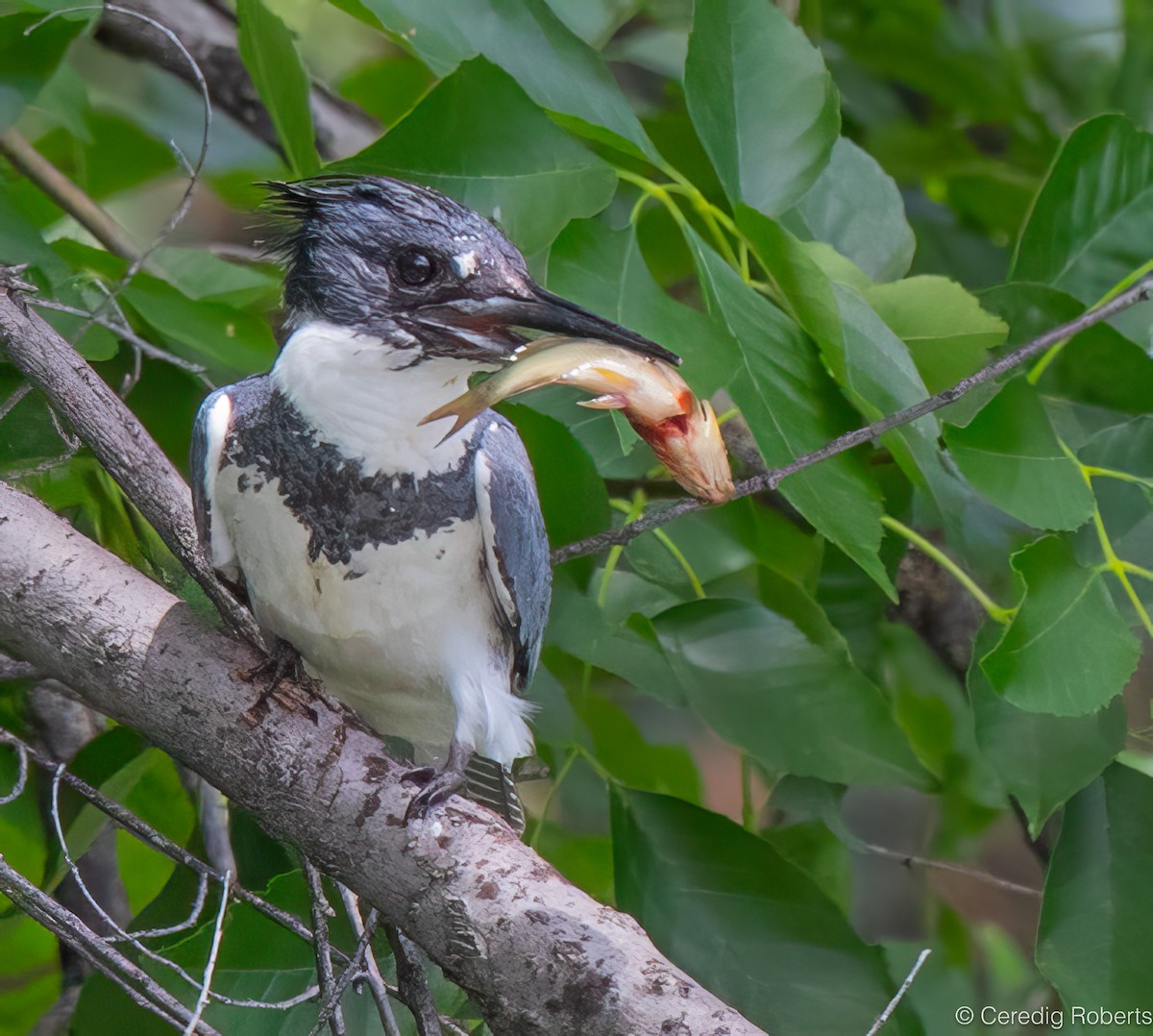 Belted Kingfisher - ML621007732