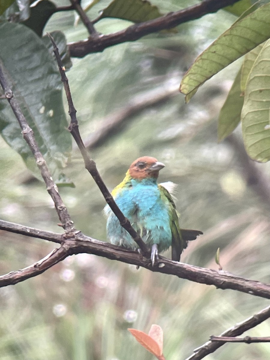 Bay-headed Tanager - ML621007742