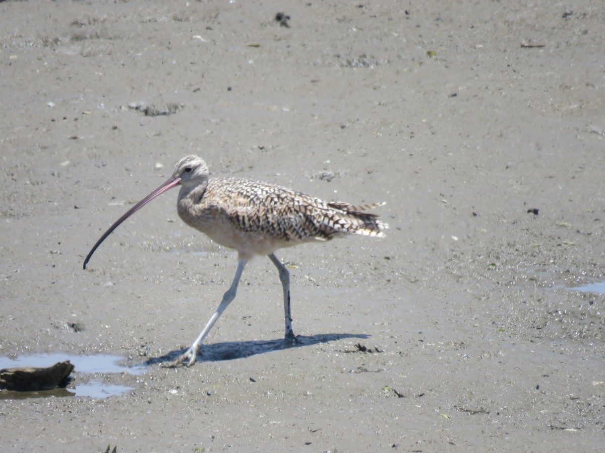 Long-billed Curlew - ML621007746