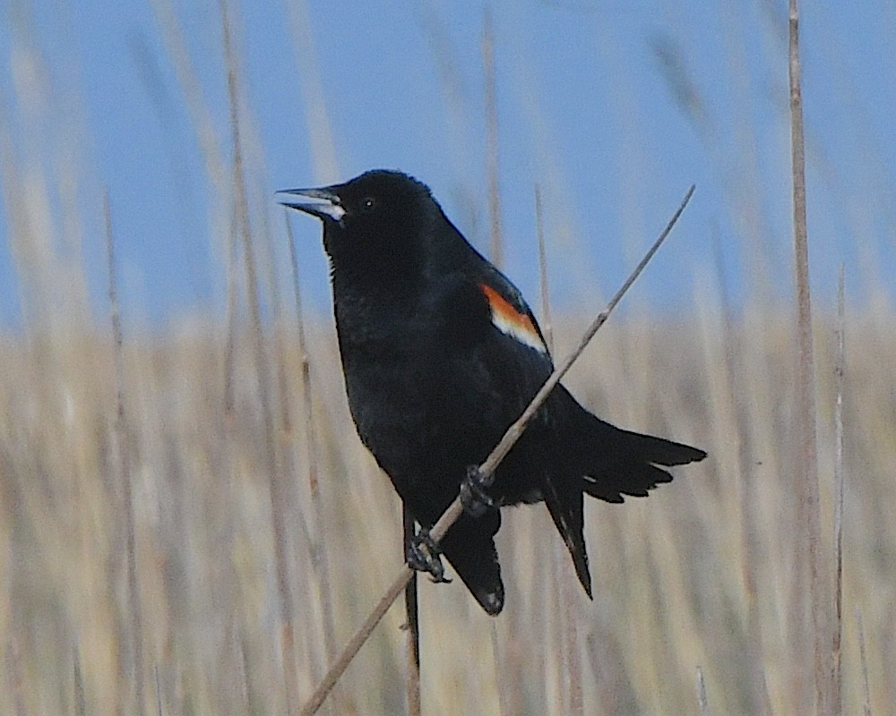 Red-winged Blackbird - ML621007749