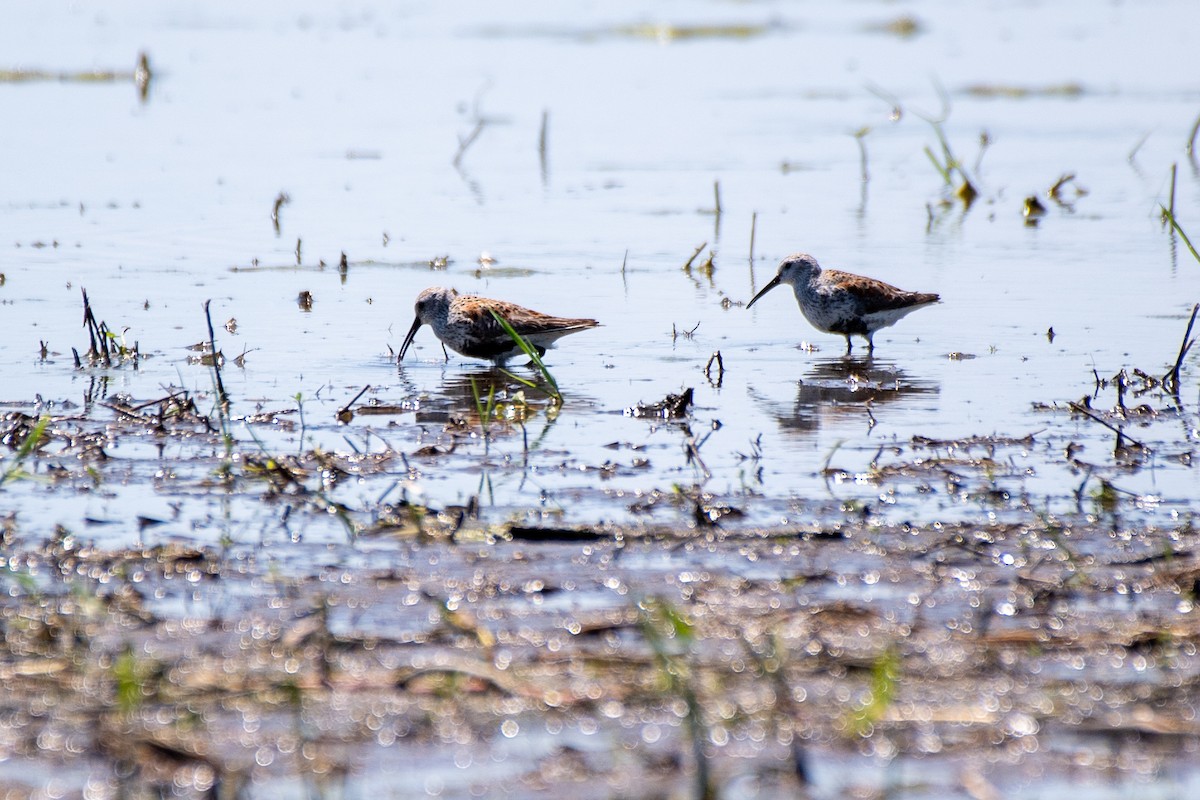 Dunlin - Bill Tollefson