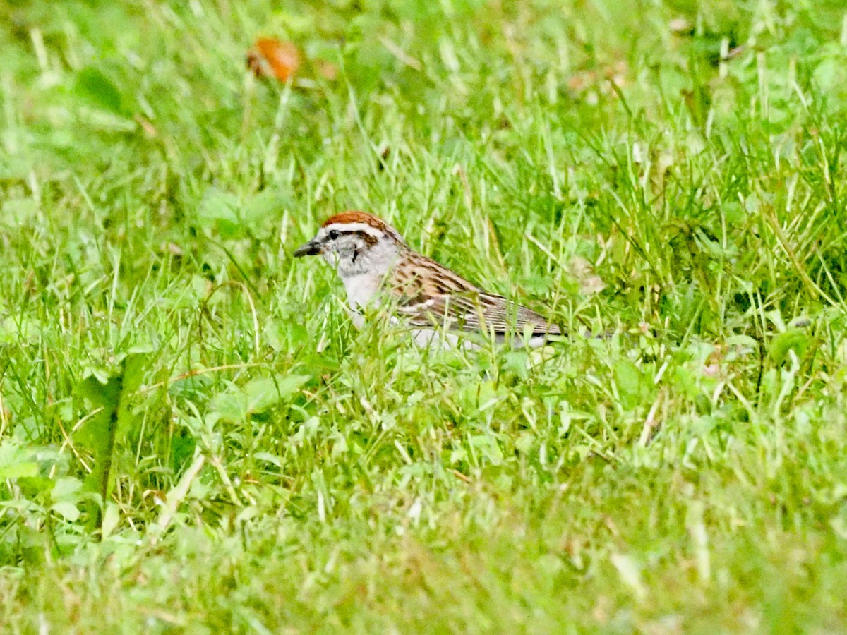 Chipping Sparrow - ML621007796