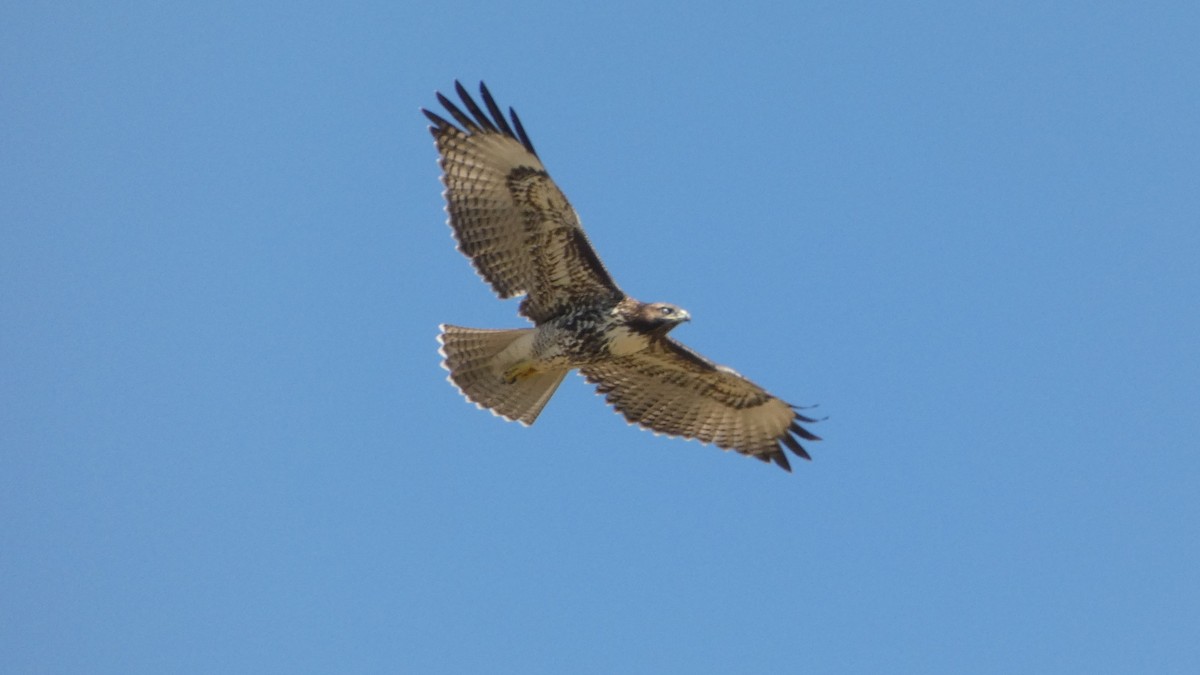 Red-tailed Hawk - ML621007814