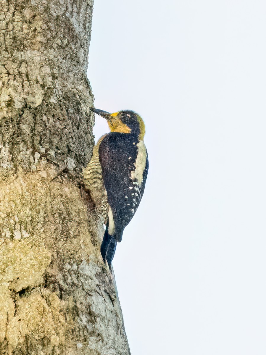Golden-naped Woodpecker - ML621007819