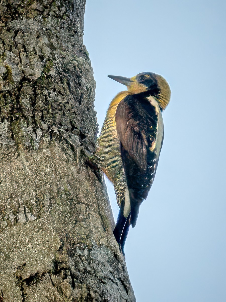 Golden-naped Woodpecker - ML621007825