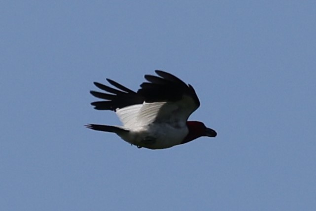 Red-headed Woodpecker - ML621007830