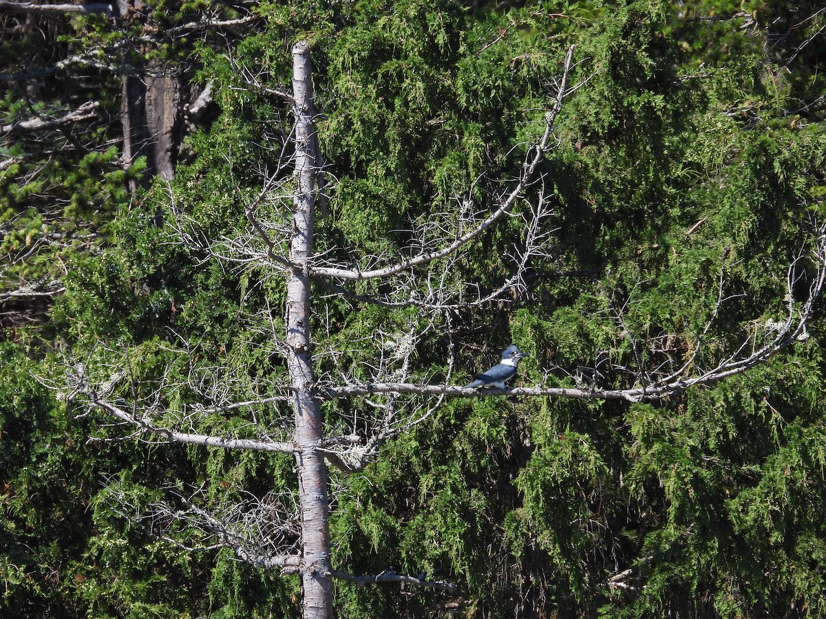 Belted Kingfisher - ML621007838