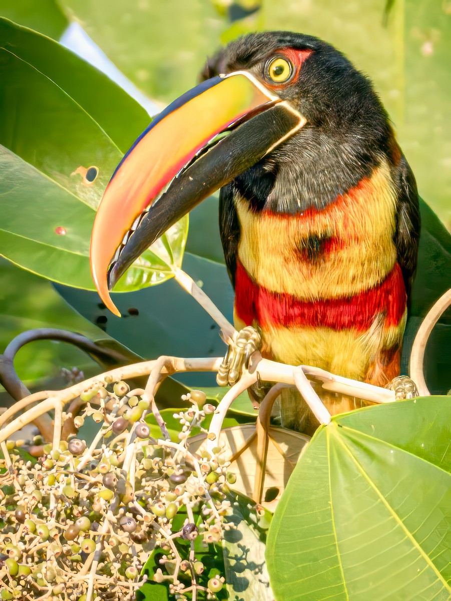 Fiery-billed Aracari - ML621007848