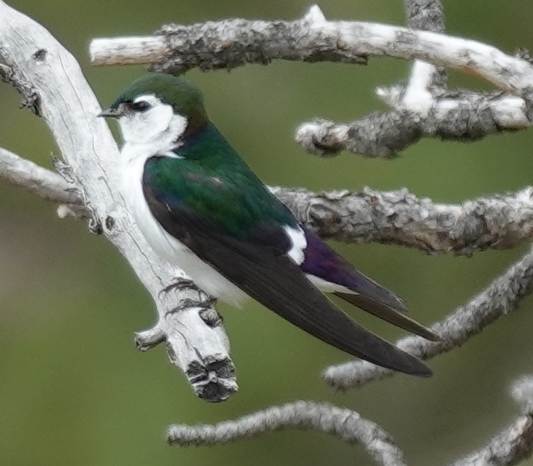 Violet-green Swallow - ML621007859