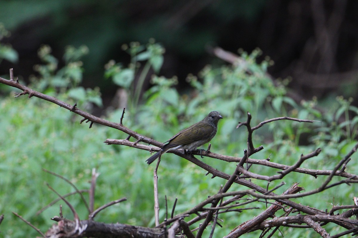 Scaly-throated Honeyguide - ML621007878