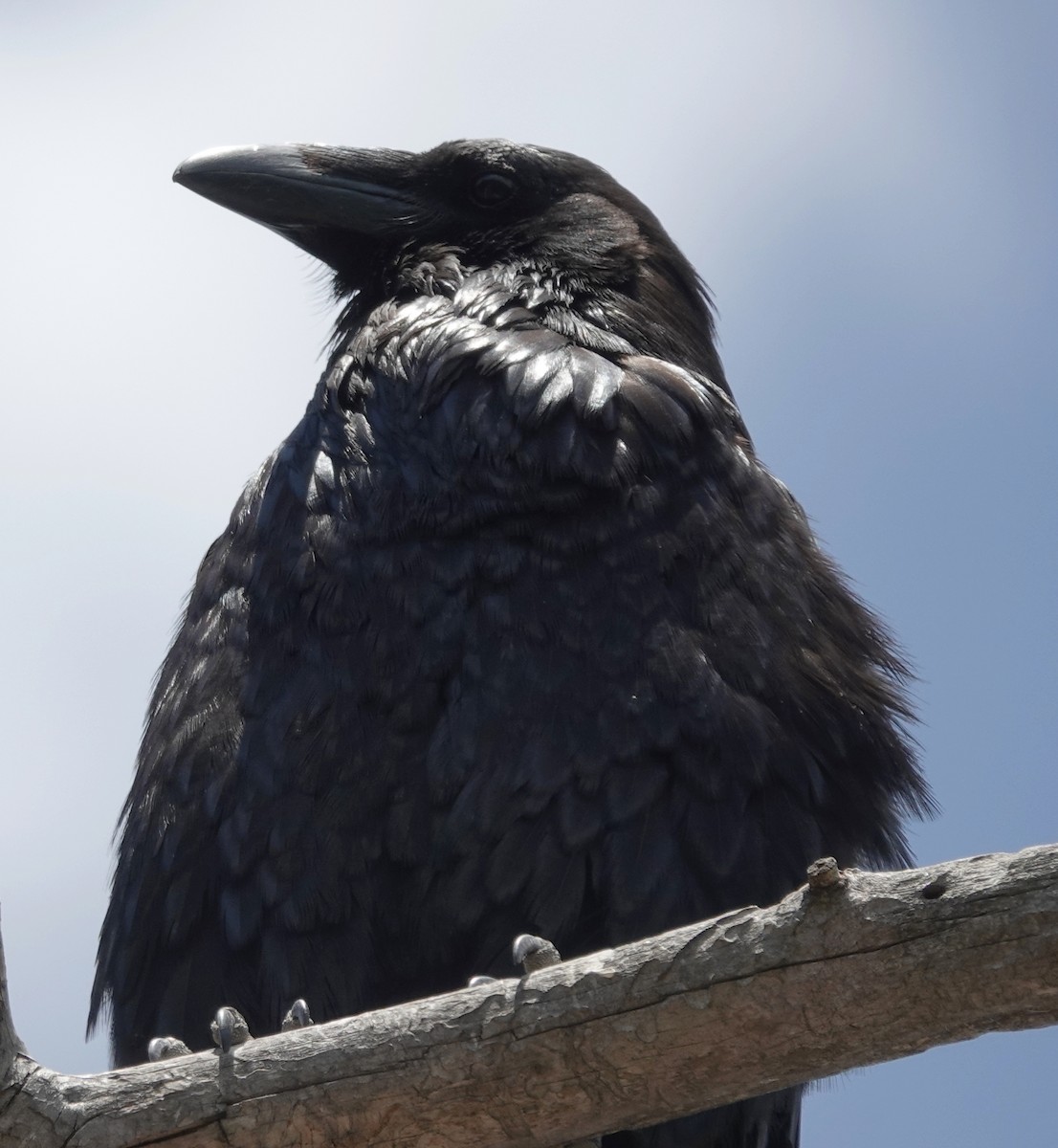 Common Raven - Lilian Saul