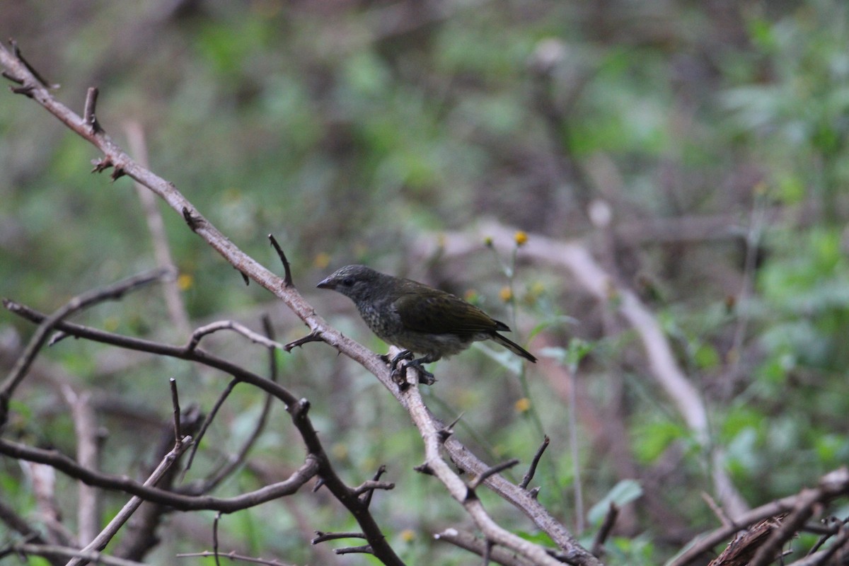 Scaly-throated Honeyguide - ML621007901